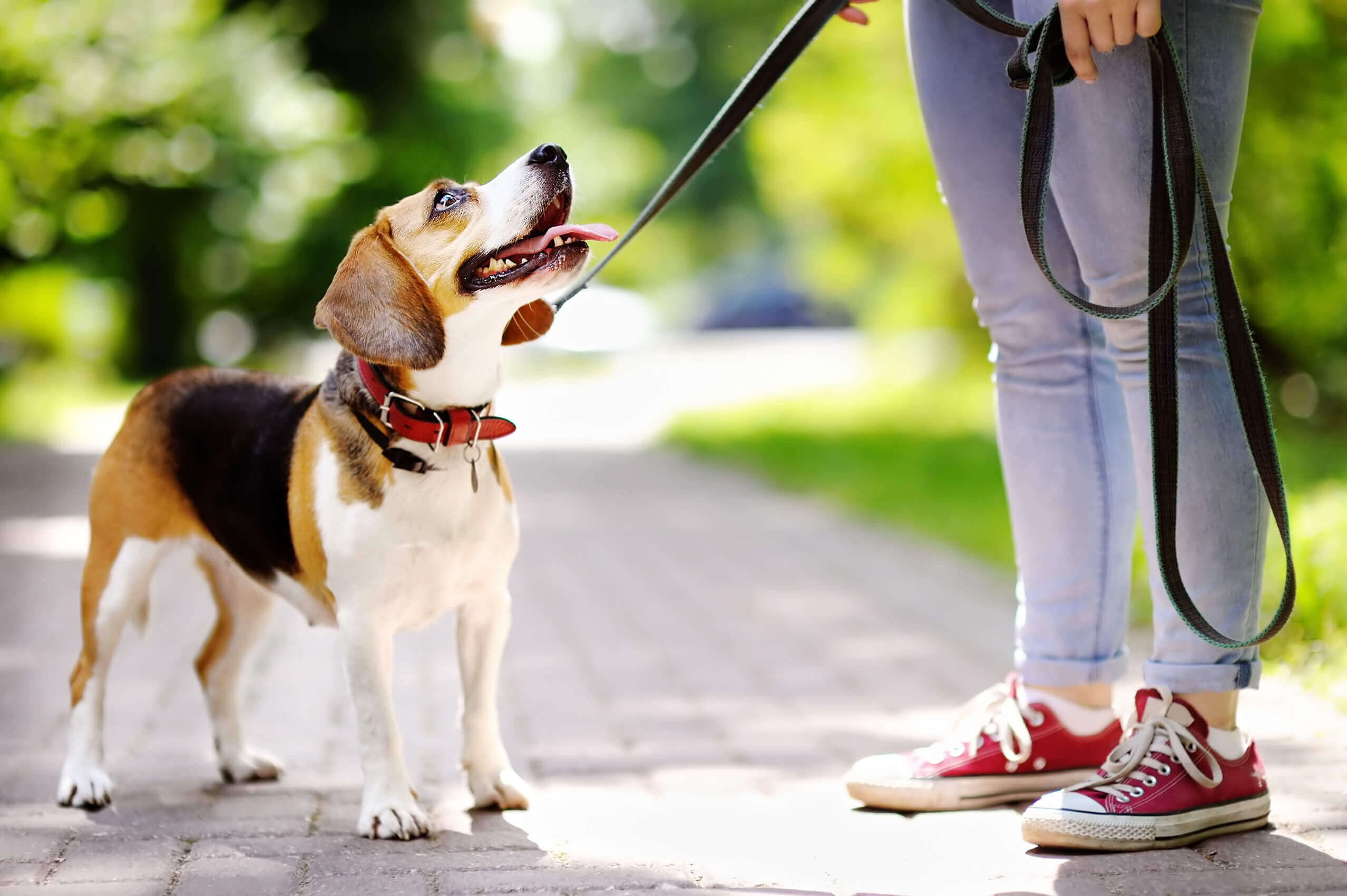 A beagle looking up expectant, perhaps a treat is being prepared.