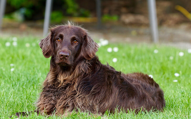 A chocolate golden retriever enjoys relaxing in a summers garden.