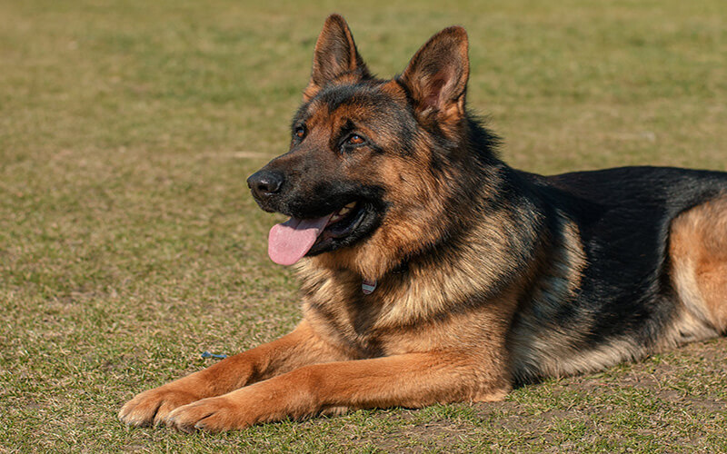 A german shephard enjoying the summer sun.