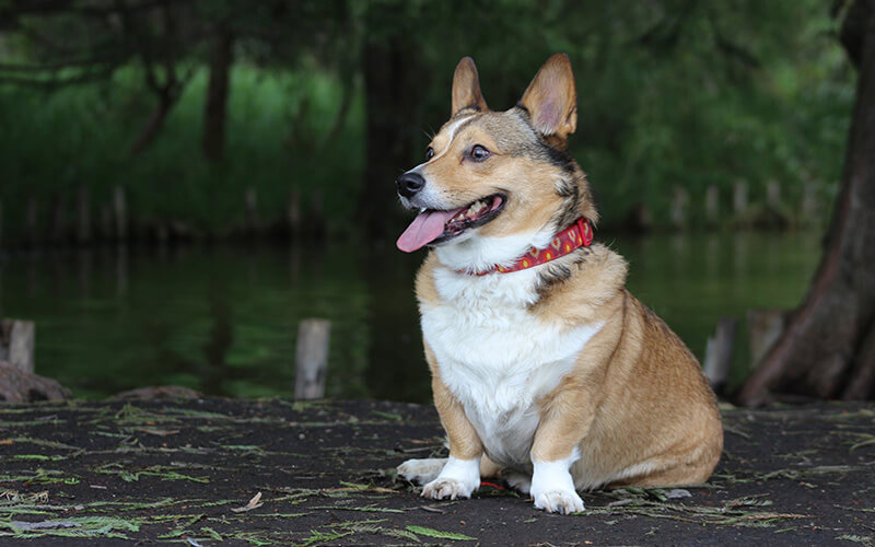 Time for a pose. A doggy enjoying a little shade by the lake.