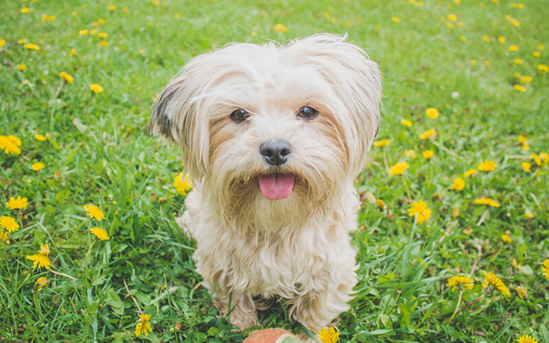 A well groomed doggy loves posing for the camera amongst a sea of yellow and green grass.