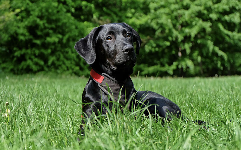 A black labrador looking regal in the summer fields.