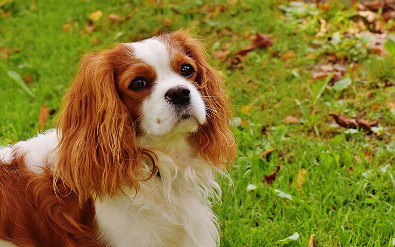 A cavalier king charles spaniel enjoying an autumn walk.