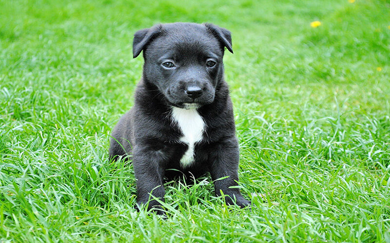 A young puppy seeks adventures in the garden.
