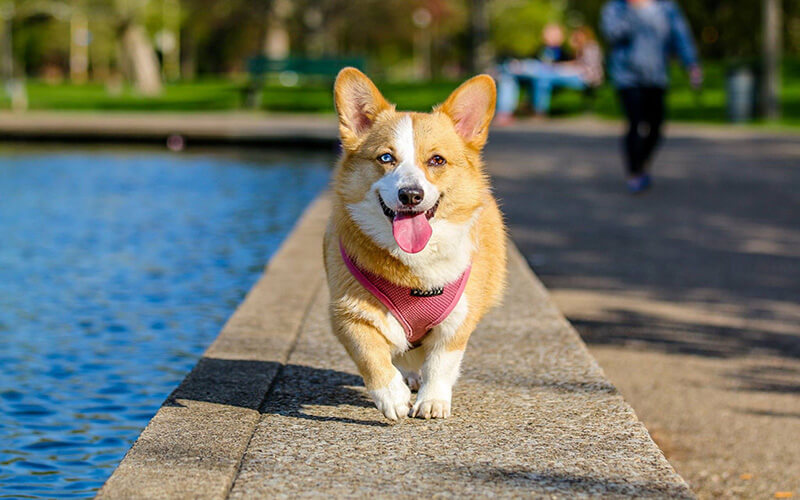 It's time for a walk in the park as this doggy enjoys a stroll by the lake.