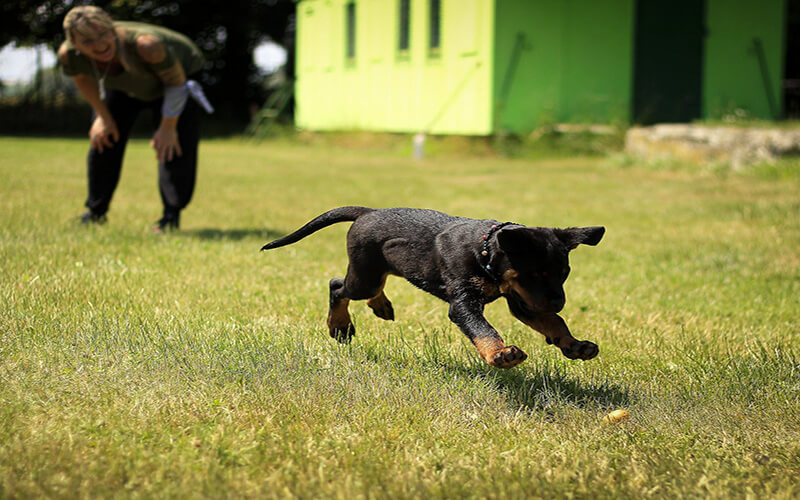 Learning time. An eager puppy enjoying an afternoon excercise class.