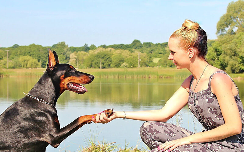 Shake a paw. Doggy and owner shake a paw overlooking a summers lake.