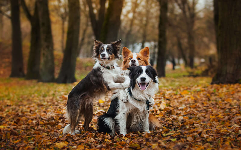 Three border collies enjoying a walk in the woods. Each border collie looks expectant, is it time for a ball?
