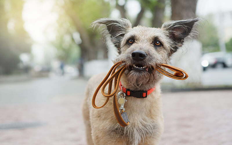 Another doggy poses for a photo whilst holding their lead.