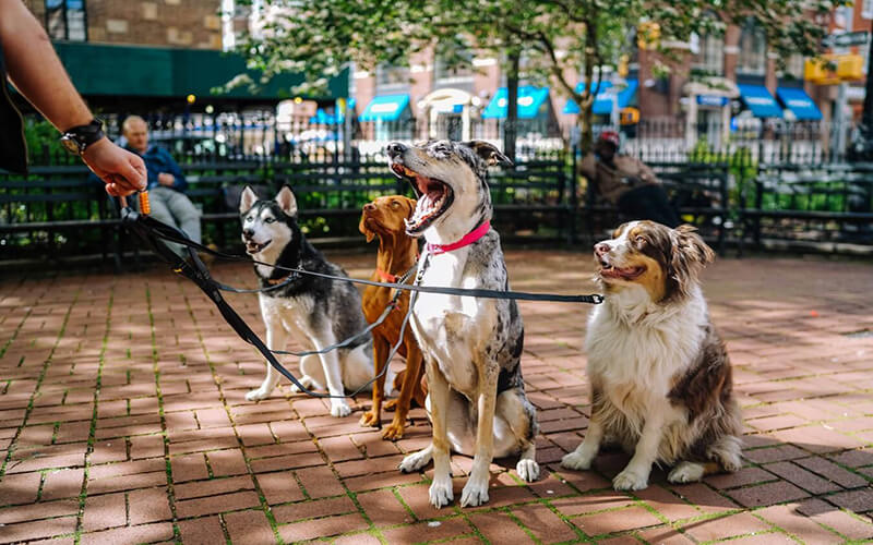 Four dogs out for a group walk round the city